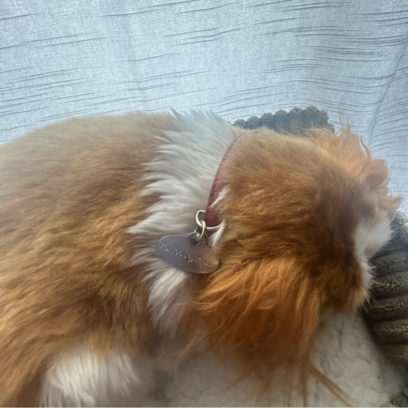 Perfect petzzz cavalier Spaniel realistic sleeping dog . - Picture 7 of 8